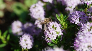 DSC02689.JPG (3.91 MiB) 61356 mal betrachtet wichtigste Mitarbeiterin